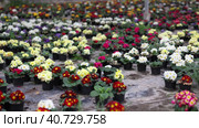Large quantity of little brown garden pots with colorful primrose placed on the ground. Стоковое видео, видеограф Яков Филимонов / Фотобанк Лори