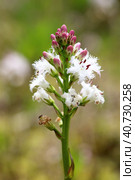 Menyanthes trifoliata. Вахта трёхлистная во время цветения на болоте, Ямало-Ненецкий автономный округ. Стоковое фото, фотограф Григорий Писоцкий / Фотобанк Лори