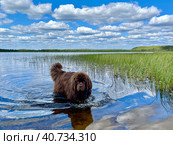 Собака породы Ньюфаундленд в воде лесного озера. Стоковое фото, фотограф Дарья Смолкина / Фотобанк Лори