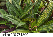 Tradescantia spathacea. Стоковое фото, фотограф Анна Кривицкая / Фотобанк Лори