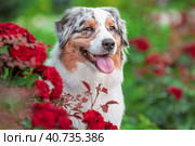 portrait of an Australian Shepherd dog on a summer lawn with flowerbed on a sunny day. Стоковое фото, фотограф Артем Курутин / Фотобанк Лори