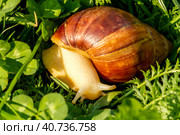 Giant african land snail is crawling in green grass. Macro image. Стоковое фото, фотограф VittoriaChe / Фотобанк Лори