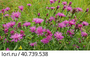Meadow cornflower Centaurea jacea is a field weed plant, a species of the genus Cornflower of the family Asteraceae, or Compositae. Grows in meadows and forest edges. Violet elegant flower. Karelia. Стоковое видео, видеограф Юлия Петровская / Фотобанк Лори