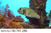 Close-up of Broadbarred Toadfish or White-spotted puffer (Arothron hispidus) swims next toberth support covered with Soft Coral Dendronephthya, Red sea, Safaga, Egypt. Стоковое фото, фотограф Некрасов Андрей / Фотобанк Лори
