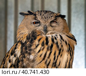 The eagle-owl frowned and narrowed her eyes. Feather ears are pressed to the head. Owl portrait. Close-up. Стоковое фото, фотограф Бузмакова Светлана / Фотобанк Лори