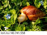 Giant african land snail is crawling in green grass. Macro image. Стоковое фото, фотограф VittoriaChe / Фотобанк Лори