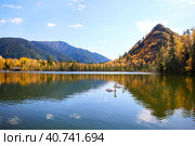 Beautiful autumn landscape. White swans swim in a lake. Стоковое фото, фотограф Виктория Тельминова / Фотобанк Лори