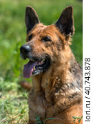 Old german shepherd among green grass. Стоковое фото, фотограф Анна Кривицкая / Фотобанк Лори
