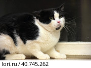 Scared black and white domestic cat. Стоковое фото, фотограф Анна Кривицкая / Фотобанк Лори