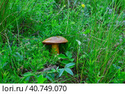 Большой гриб дубовик крапчатый в мокрой траве после дождя. Large mushroom Dubovy speckled in wet grass after rain. Стоковое фото, фотограф Владимир Шарый / Фотобанк Лори