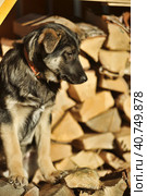 Puppy mestizo shepherd dog on wooden background. Стоковое фото, фотограф Анна Кривицкая / Фотобанк Лори