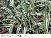 Variegated leaves of a Giant Reed. Стоковое фото, фотограф Анна Кривицкая / Фотобанк Лори