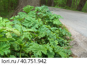 Hogweed growing beside the road, covered in poison of Sosnowski's Hogweed. Стоковое фото, фотограф Zima Nadezhda / Фотобанк Лори