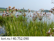 Pink flower on the pond, Susak umbrella Butomus umbellatus. Стоковое фото, фотограф Zima Nadezhda / Фотобанк Лори