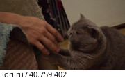 An old gray cat amusingly plays with a man's hand and scratches the sofa. Стоковое видео, видеограф Ярославский Максим / Фотобанк Лори