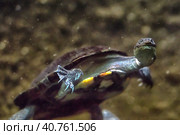Swimming turtle. Стоковое фото, фотограф Анна Кривицкая / Фотобанк Лори