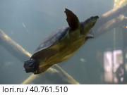 Swimming turtle. Стоковое фото, фотограф Анна Кривицкая / Фотобанк Лори