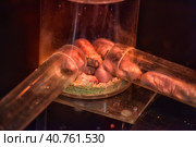 Naked mole rat. Стоковое фото, фотограф Анна Кривицкая / Фотобанк Лори