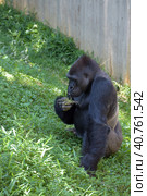 Gorilla in Washington zoo. Стоковое фото, фотограф Анна Кривицкая / Фотобанк Лори