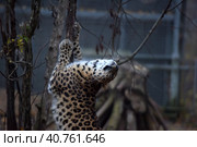 A photo of a male jaguar (Panthera onca) Стоковое фото, фотограф Анна Кривицкая / Фотобанк Лори