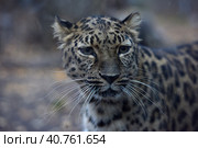 A photo of a male jaguar (Panthera onca) Стоковое фото, фотограф Анна Кривицкая / Фотобанк Лори