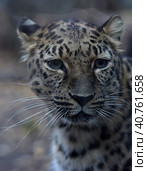 A photo of a male jaguar (Panthera onca) Стоковое фото, фотограф Анна Кривицкая / Фотобанк Лори