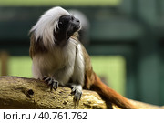 Cotton-top tamarin, Saguinus o.oedipus climbs clumsily in branches. Стоковое фото, фотограф Анна Кривицкая / Фотобанк Лори