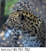 A photo of a male jaguar (Panthera onca) Стоковое фото, фотограф Анна Кривицкая / Фотобанк Лори