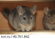 Gray chinchilla. Стоковое фото, фотограф Анна Кривицкая / Фотобанк Лори