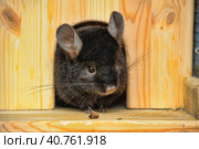 Gray chinchilla. Стоковое фото, фотограф Анна Кривицкая / Фотобанк Лори