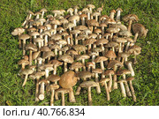 Freshly gathered birch boletes (Leccinum scabrum) Стоковое фото, фотограф Анна Кривицкая / Фотобанк Лори