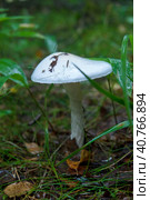 Amanita phalloides. Стоковое фото, фотограф Анна Кривицкая / Фотобанк Лори