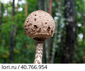 Parasol Mushroom (Macrolepiota procera) Стоковое фото, фотограф Анна Кривицкая / Фотобанк Лори
