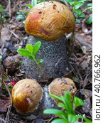 Three young orange-capped edible Leccinum mushrooms. Стоковое фото, фотограф Анна Кривицкая / Фотобанк Лори