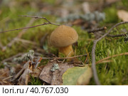 Xerocomus subtomentosus growing in the forest close up. Стоковое фото, фотограф Анна Кривицкая / Фотобанк Лори