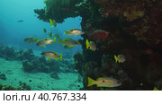 Shoal of yellow Sea Perch swims near reef, slow motion. A school of Dory snapper or Blackspot snapper (Lutjanus fulviflamma) floats around coral reef in morning time, Red sea, Egypt. Стоковое фото, фотограф Некрасов Андрей / Фотобанк Лори