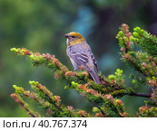 Portrait of Pine grosbeak - Pinicola enucleator female sitting on a spruce in fall. Siberia. Western Sayan. Стоковое фото, фотограф Саблин Станислав / Фотобанк Лори