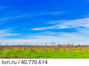 Swamp and forest. Стоковое фото, фотограф Алексей Яговкин / Фотобанк Лори
