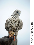 Falcon sitting on a hand. Стоковое фото, фотограф Анна Кривицкая / Фотобанк Лори