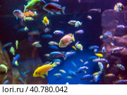 Lake Malawi Cichlids. Стоковое фото, фотограф Анна Кривицкая / Фотобанк Лори