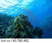 Colorful corals and small exotic fishes at the bottom of the Red sea in Egypt. Стоковое фото, фотограф VittoriaChe / Фотобанк Лори
