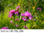 Meadow cornflower Centaurea jacea is a field weed plant, a species of the genus Cornflower of the family Asteraceae, or Compositae. Grows in meadows and forest edges. Violet elegant flower. Karelia. Стоковое фото, фотограф Юлия Петровская / Фотобанк Лори