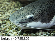 Catfish. Стоковое фото, фотограф Винокуров Александр / Фотобанк Лори