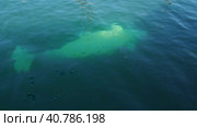 Beluga whale Delphinapterus leucas is a species of toothed whales from the narwhal family. One adult beluga whale swims in the thickness of blue salty sea water. View from above. Marine big mammal. Стоковое видео, видеограф Юлия Петровская / Фотобанк Лори