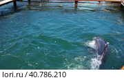 Dolphins Bottlenose dolphins in the water. Mating season. Dolphins are aquatic mammals of cetacean infraorder, dolphin family Delphinidae - marine, non-taxonomic group of river dolphins - freshwater. Стоковое видео, видеограф Юлия Петровская / Фотобанк Лори