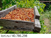 Сухофрукты. Разрезанные яблоки сушатся на солнце. Dried fruits. Sliced apples drying on the suspended lattice in the sun. Close-up. Harvesting fruit for the winter. Selective focus. Стоковое фото, фотограф Валерий Елистратов / Фотобанк Лори