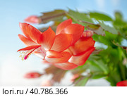 Цветок кактуса Декабрист на голубом фоне. Zygocactus flower close-up on a blurry blue background. Стоковое фото, фотограф Валерий Елистратов / Фотобанк Лори