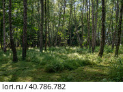 View of the Vremena Goda Park near the Yantar Hall Variety Theater on a sunny summer day, Svetlogorsk, Kaliningrad Region, Russia. Стоковое фото, фотограф Ula Ulachka / Фотобанк Лори