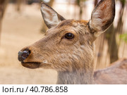 The head of an artiodactyl mammal deer. A young deer in a pen. Стоковое фото, фотограф Алина Лебедь / Фотобанк Лори