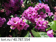 Bougainvillea is a genus of thorny ornamental vines, bushes, and trees belonging to Nyctaginaceae. Inflorescence consists of large colourful sepal-like bracts which surround three simple waxy flowers. Стоковое фото, фотограф Юлия Петровская / Фотобанк Лори